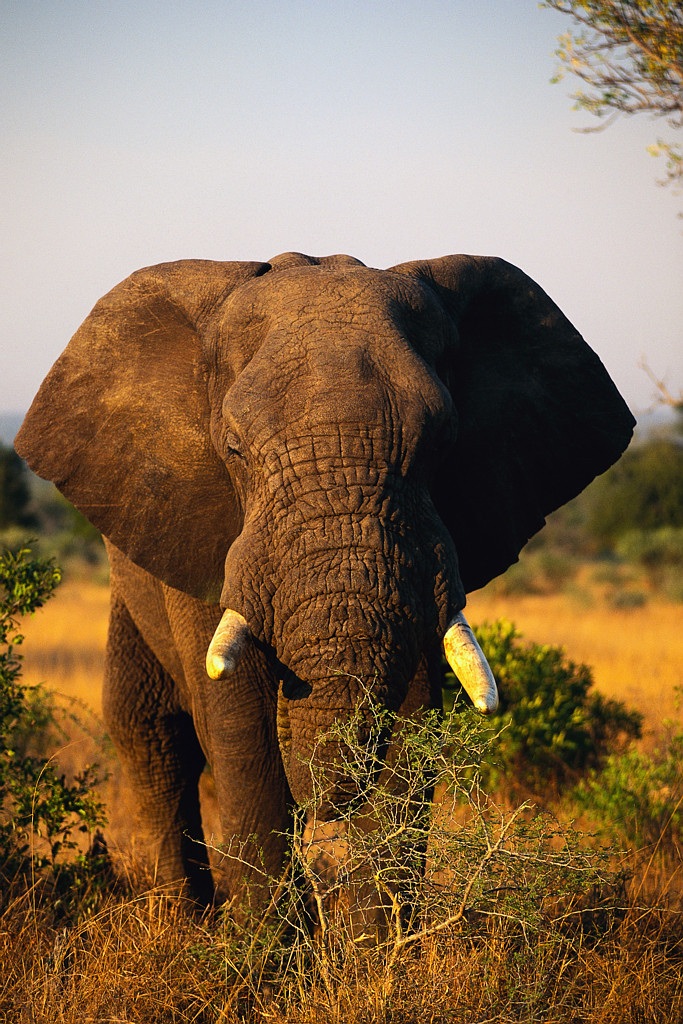Elephant